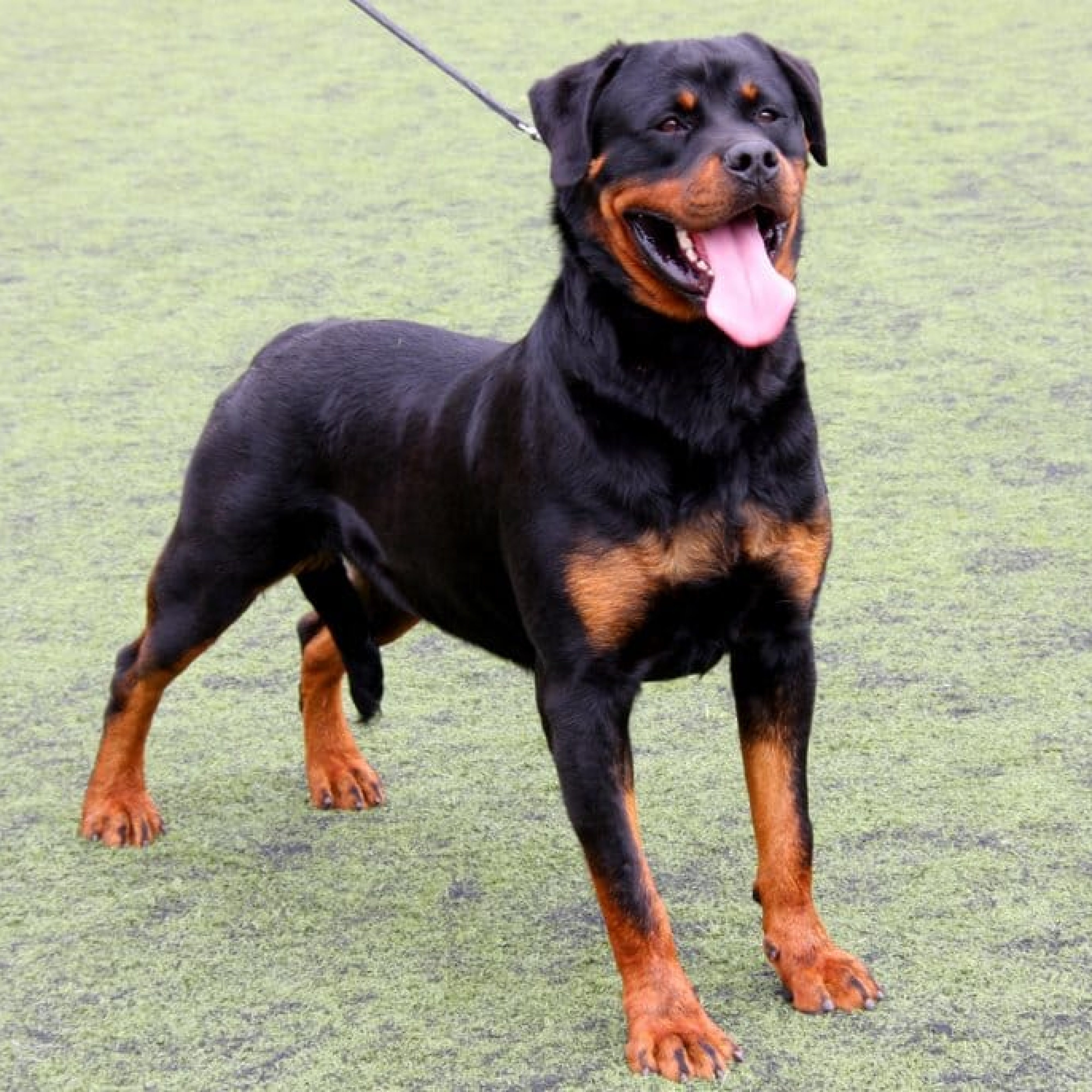 Le Rottweiler Caract re Prix Sant Alimentation Patoobox